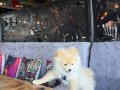 8 AYLIK POMERANİAN BOO 