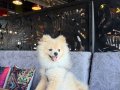 8 AYLIK POMERANİAN BOO 