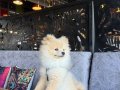 8 AYLIK POMERANİAN BOO 