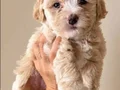 Evde doğmuş minyatür maltipoo yavruları