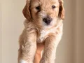 Evde doğmuş minyatür maltipoo yavruları