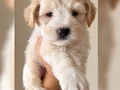Evde doğmuş minyatür maltipoo yavruları