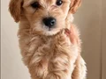 Evde doğmuş minyatür maltipoo yavruları