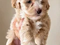 Evde doğmuş minyatür maltipoo yavruları