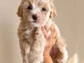Evde doğmuş minyatür maltipoo yavruları