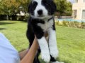 SECERELI OZEL border collie yavrulari 