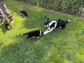 SECERELI OZEL border collie yavrulari 