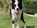 SECERELI OZEL border collie yavrulari 