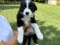SECERELI OZEL border collie yavrulari 
