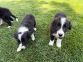 SECERELI OZEL border collie yavrulari 