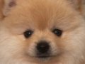 Pomerian boo 