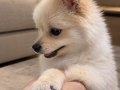 Pomerian boo 