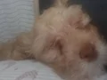 Maltipoo Bebek daha 3 aylık 