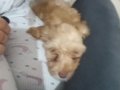 Maltipoo Bebek daha 3 aylık 