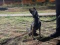 4,5 aylık harika malinois dişi