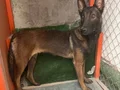 4,5 aylık harika malinois dişi