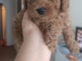 Toyy poddle