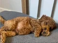 Yavru 3 bucuk aylık 3kg toy poodle yavrumuz