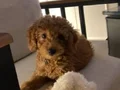 Yavru 3 bucuk aylık 3kg toy poodle yavrumuz