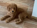 Yavru 3 bucuk aylık 3kg toy poodle yavrumuz
