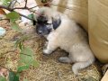 1.5 aylık safkan Kafkas çoban köpeği 