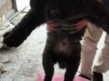 1.5 aylık safkan Kafkas çoban köpeği 