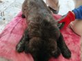 1.5 aylık safkan Kafkas çoban köpeği 