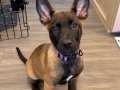 7 Haftalık Dişi Malinois Yavrusu