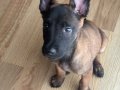 7 Haftalık Dişi Malinois Yavrusu
