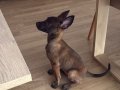 7 Haftalık Dişi Malinois Yavrusu