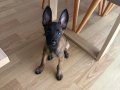7 Haftalık Dişi Malinois Yavrusu