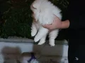 Tam eğitmelik, annesiyle beraber satılık erkek yavru