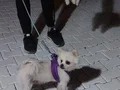 Tam eğitmelik, annesiyle beraber satılık erkek yavru
