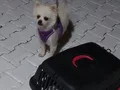 Tam eğitmelik, annesiyle beraber satılık erkek yavru