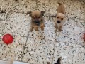 Pin-pom yavruları