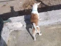 3 aylık yavru 