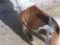 3 aylık yavru 