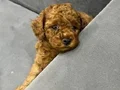 Orjinal Safkan Toy poodle