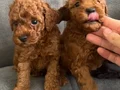 Orjinal Safkan Toy poodle