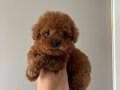 Safkan Redbrown Toy-Teacup Korekan Poodle