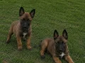 A kalite Belçika malinois bebekler