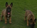 A kalite Belçika malinois bebekler
