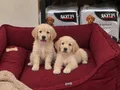 Pamuk gibi A kalite Golden Bebekler 