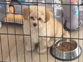 Yurt dışı iş sebebi kaynaklı maltipo sahiplendirme