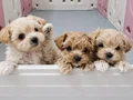 secereli babadan ev üretimi maltipoo yavrumuz