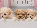 secereli babadan ev üretimi maltipoo yavrumuz