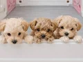 secereli babadan ev üretimi maltipoo yavrumuz