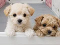 secereli babadan ev üretimi maltipoo yavrumuz