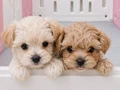 secereli babadan ev üretimi maltipoo yavrumuz