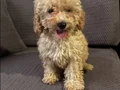 3 Aylık Eğitimli Poodle